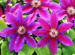 Plamének 'Fireworks' - Clematis 'Fireworks'