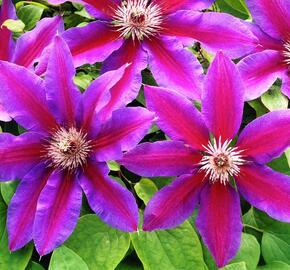 Plamének 'Fireworks' - Clematis 'Fireworks'