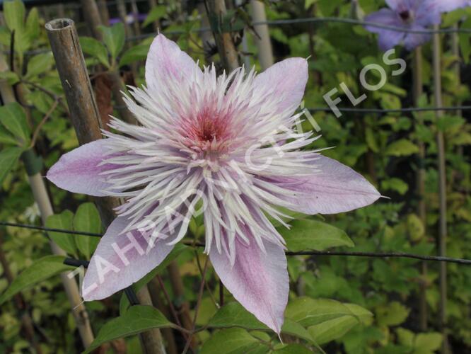 Plamének 'Empress' - Clematis 'Empress'