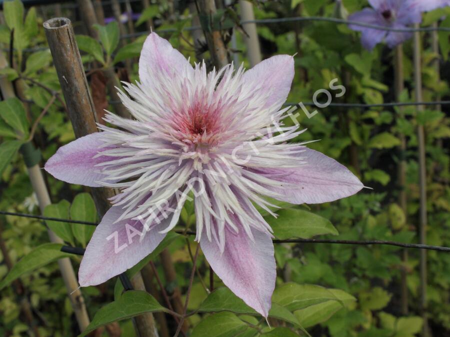 Plamének 'Empress' - Clematis 'Empress'