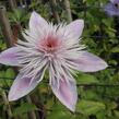 Plamének 'Empress' - Clematis 'Empress'