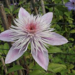 Plamének 'Empress' - Clematis 'Empress'