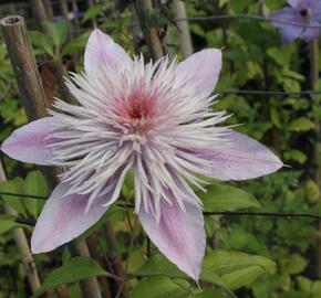 Plamének 'Empress' - Clematis 'Empress'