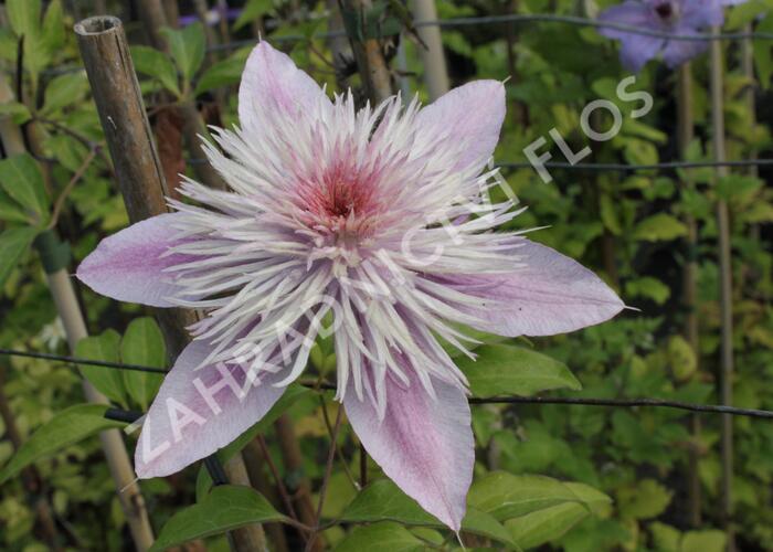 Plamének 'Empress' - Clematis 'Empress'