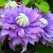 Plamének 'Diamantina' - Clematis 'Diamantina'