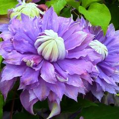 Plamének 'Diamantina' - Clematis 'Diamantina'