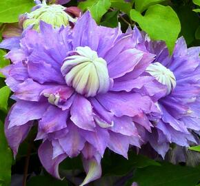 Plamének 'Diamantina' - Clematis 'Diamantina'