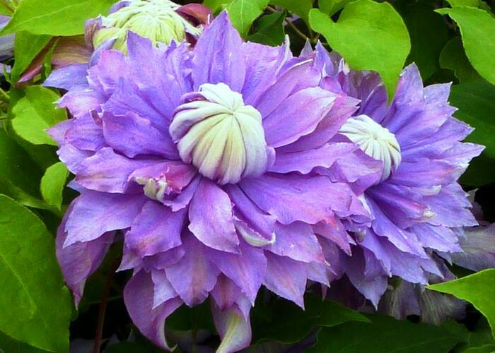 Plamének 'Diamantina' - Clematis 'Diamantina'