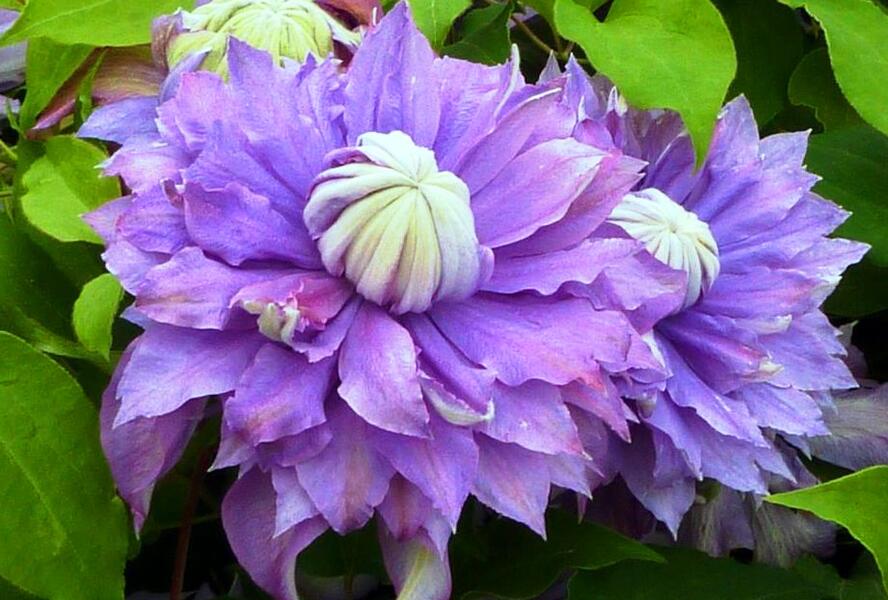 Plamének 'Diamantina' - Clematis 'Diamantina'