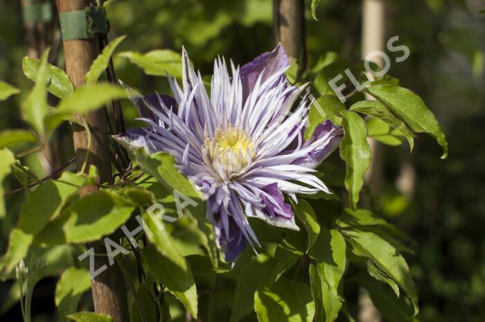 Plamének 'Crystal Fountain' - Clematis 'Crystal Fountain'