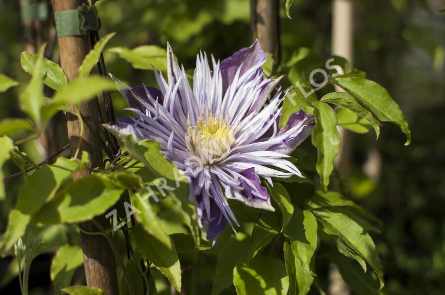 Plamének 'Crystal Fountain' - Clematis 'Crystal Fountain'