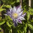 Plamének 'Crystal Fountain' - Clematis 'Crystal Fountain'
