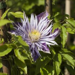 Plamének 'Crystal Fountain' - Clematis 'Crystal Fountain'