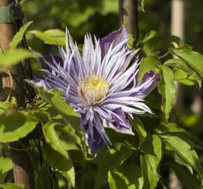 Plamének 'Crystal Fountain' - Clematis 'Crystal Fountain'