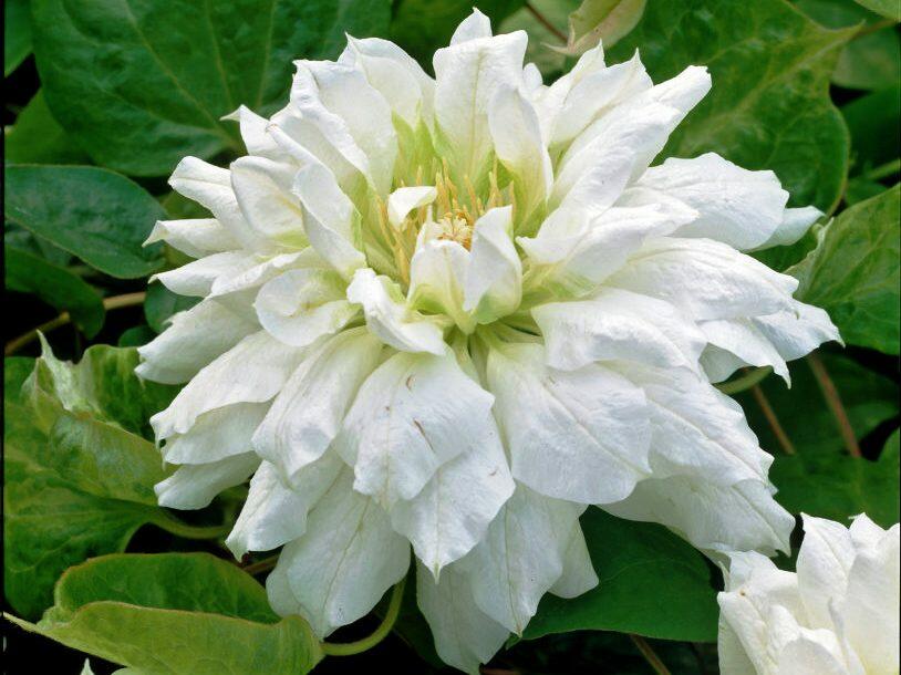 Plamének 'Duchess of Edinburgh' - Clematis 'Duchess of Edinburgh'