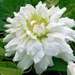 Plamének 'Duchess of Edinburgh' - Clematis 'Duchess of Edinburgh'