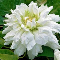 Plamének 'Duchess of Edinburgh' - Clematis 'Duchess of Edinburgh'