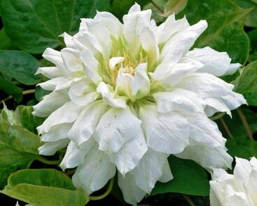 Plamének 'Duchess of Edinburgh'