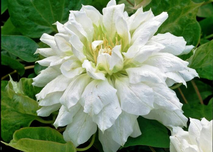 Plamének 'Duchess of Edinburgh' - Clematis 'Duchess of Edinburgh'