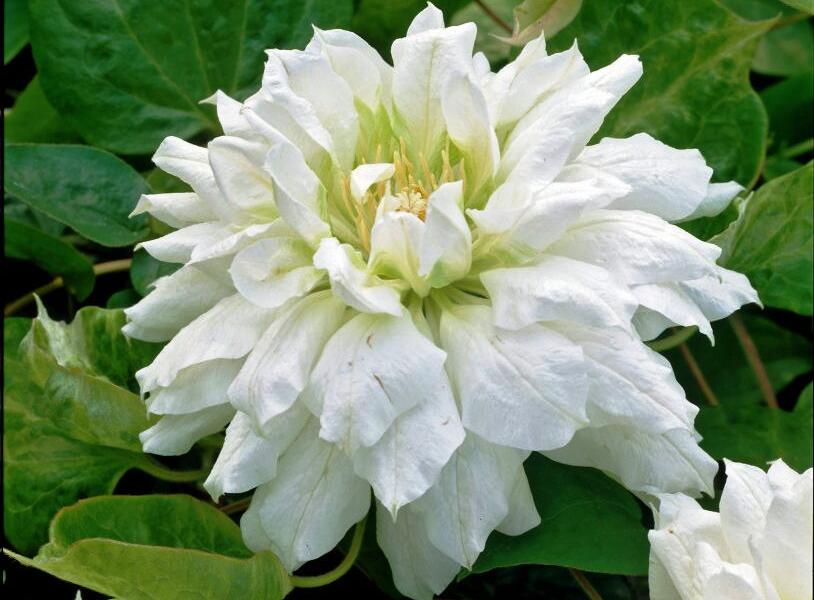 Plamének 'Duchess of Edinburgh' - Clematis 'Duchess of Edinburgh'