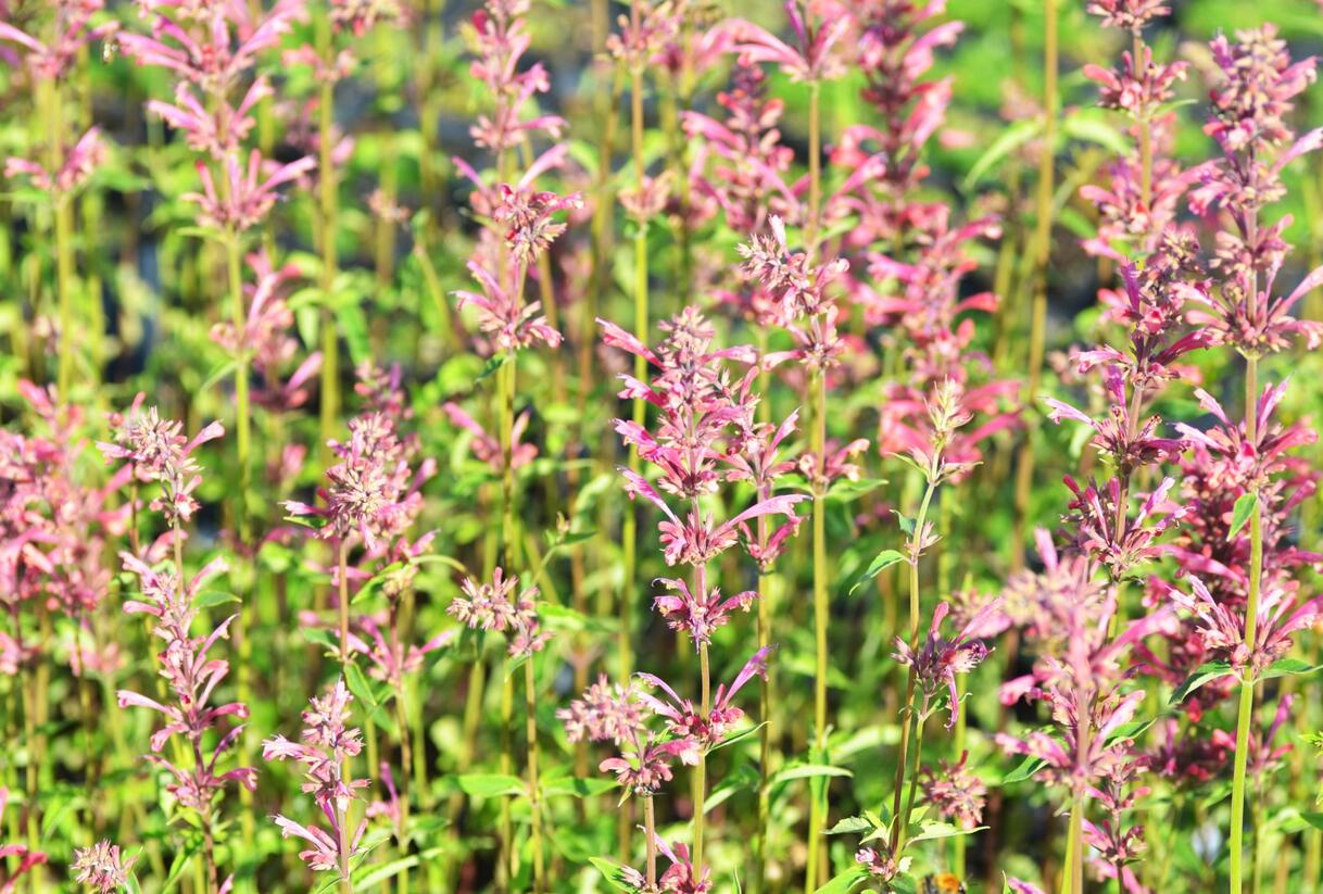 Agastache 'Raspberry Summer' - Agastache 'Raspberry Summer'