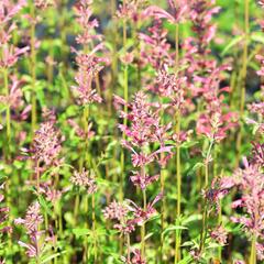 Agastache 'Raspberry Summer' - Agastache 'Raspberry Summer'