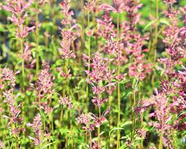 Agastache 'Raspberry Summer'