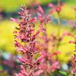 Agastache 'Raspberry Summer' - Agastache 'Raspberry Summer'