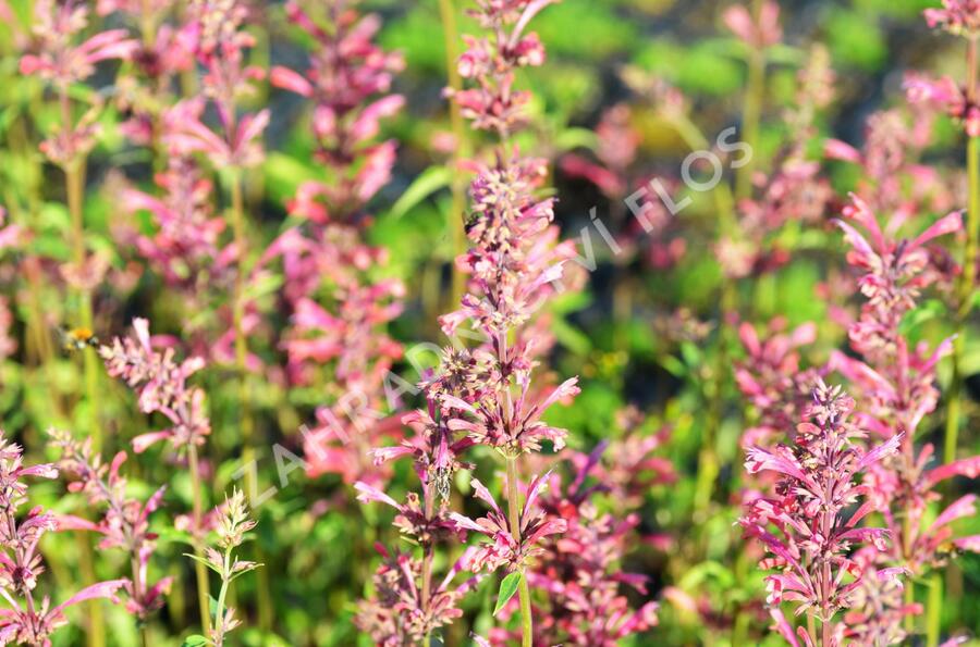 Agastache 'Raspberry Summer' - Agastache 'Raspberry Summer'