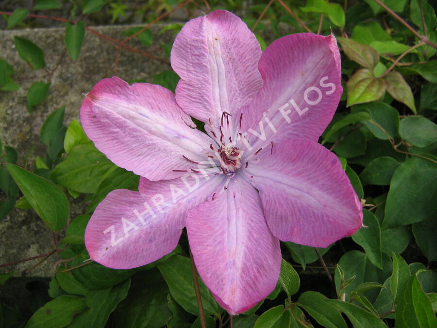 Plamének 'Bieszczady' Earthquake - Clematis 'Bieszczady' Earthquake