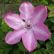 Plamének 'Bieszczady' Earthquake - Clematis 'Bieszczady' Earthquake