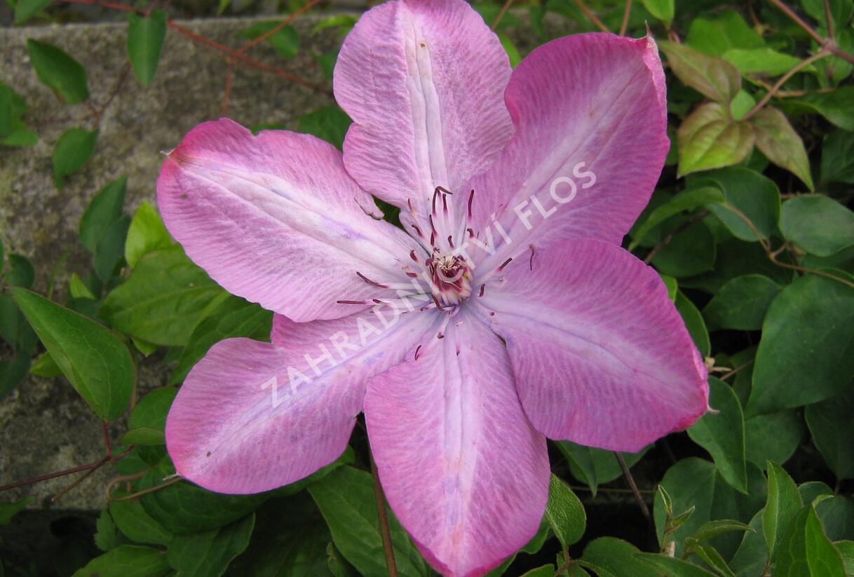Plamének 'Bieszczady' Earthquake - Clematis 'Bieszczady' Earthquake