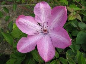 Plamének 'Bieszczady' Earthquake - Clematis 'Bieszczady' Earthquake