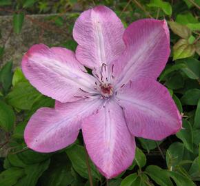 Plamének 'Bieszczady' Earthquake - Clematis 'Bieszczady' Earthquake