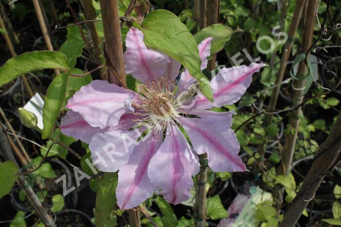 Plamének 'Bees Jubilee' - Clematis 'Bees Jubilee'