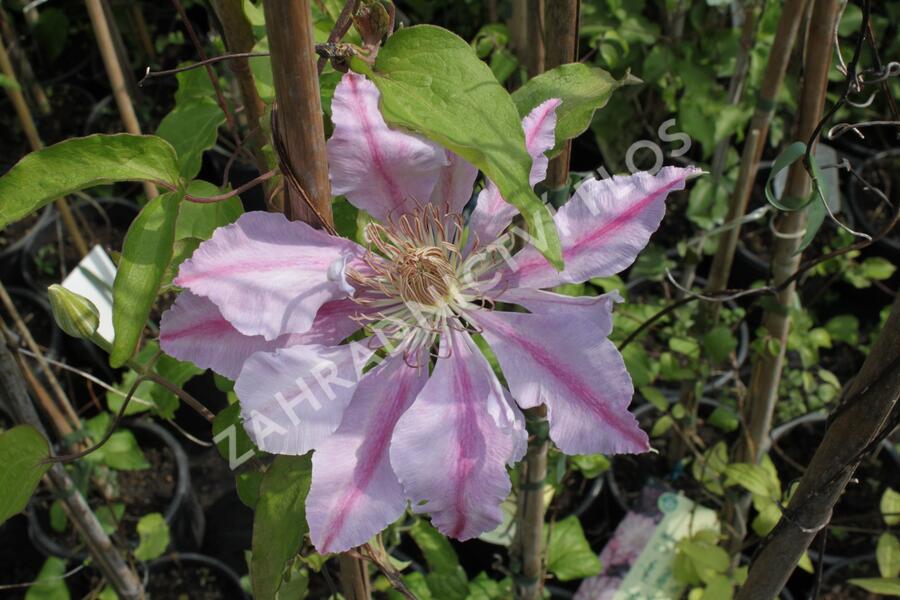 Plamének 'Bees Jubilee' - Clematis 'Bees Jubilee'