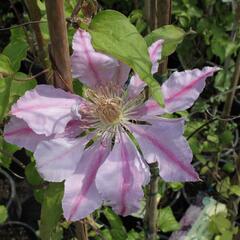 Plamének 'Bees Jubilee' - Clematis 'Bees Jubilee'