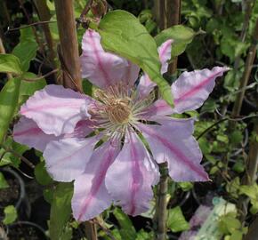 Plamének 'Bees Jubilee' - Clematis 'Bees Jubilee'