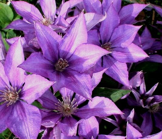 Plamének 'Bagatelle' - Clematis 'Bagatelle'