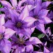 Plamének 'Bagatelle' - Clematis 'Bagatelle'