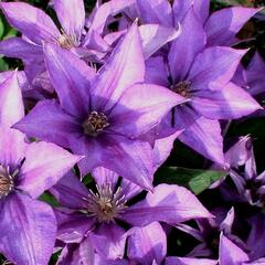 Plamének 'Bagatelle' - Clematis 'Bagatelle'