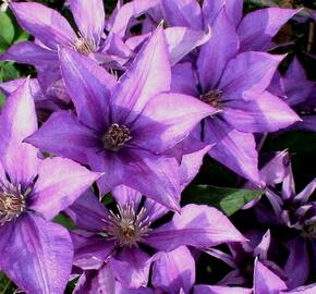 Plamének 'Bagatelle' - Clematis 'Bagatelle'