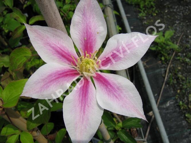 Plamének 'Andromeda' - Clematis 'Andromeda'