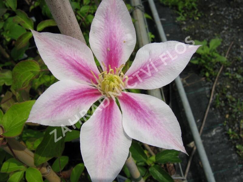 Plamének 'Andromeda' - Clematis 'Andromeda'