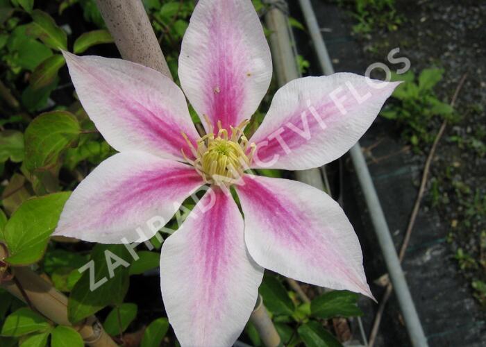Plamének 'Andromeda' - Clematis 'Andromeda'
