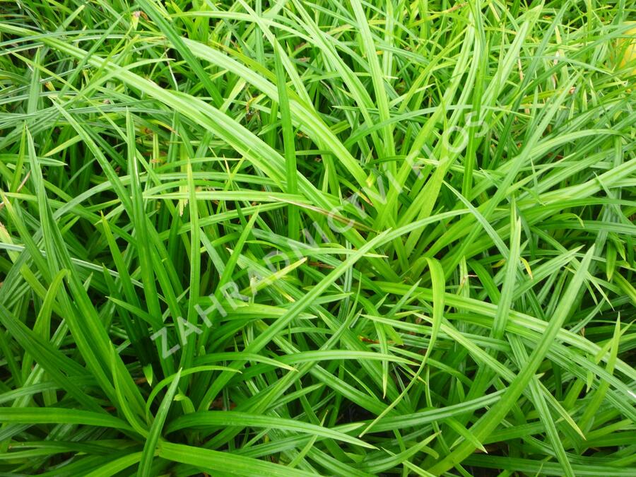 Ostřice japonská 'Irish Green' - Carex morrowii 'Irish Green'