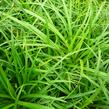 Ostřice japonská 'Irish Green' - Carex morrowii 'Irish Green'