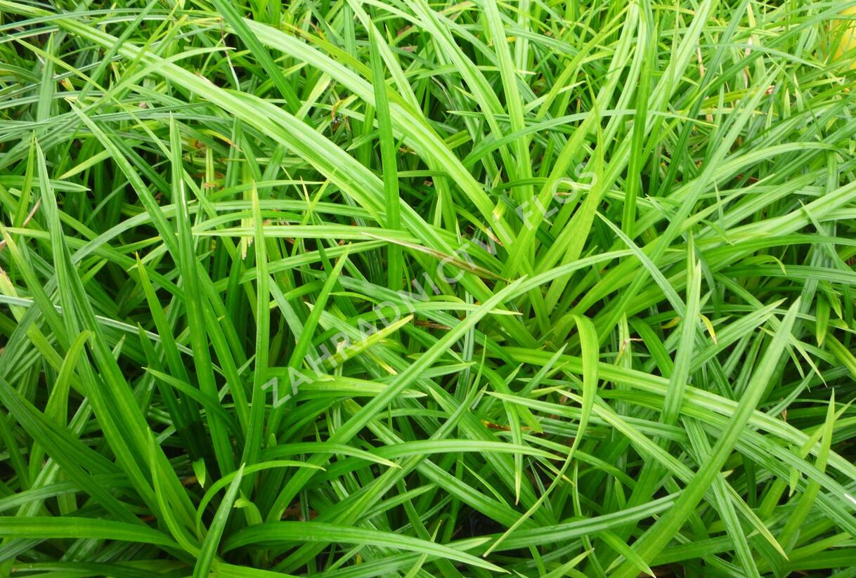 Ostřice japonská 'Irish Green' - Carex morrowii 'Irish Green'