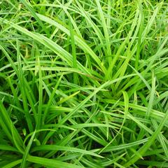 Ostřice japonská 'Irish Green' - Carex morrowii 'Irish Green'