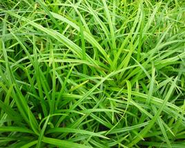 Ostřice japonská 'Irish Green'